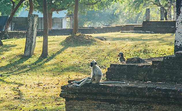 Meet the Monkeys of Polonnaruwa - Experience - Sri Lanka In Style